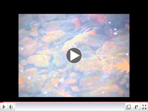 Huge Pine Creek Brown Trout Video 10-25-2012