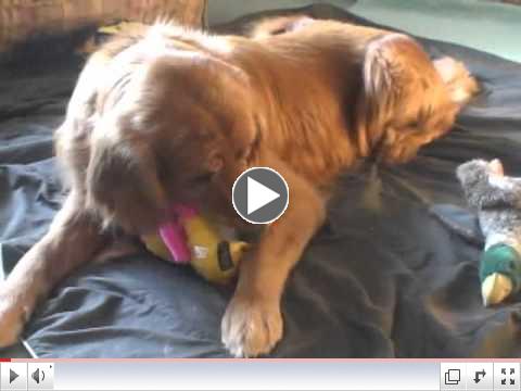 Meet our AGA April Orphan of the Month Finnegan