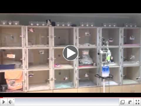 Cats Exclusive Veterinary Center Tour