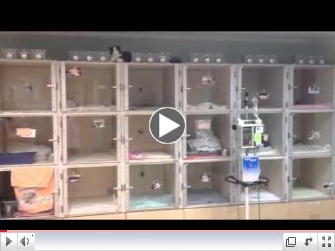 Cats Exclusive Veterinary Hospital Tour