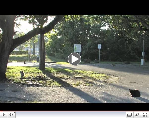 Trap, Neuter, and Release: Bad for Cats, Disaster for Birds