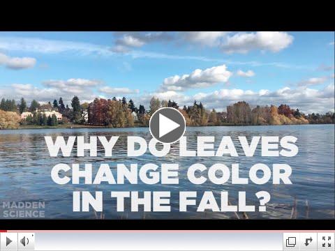 Why do leaves change color in the fall?