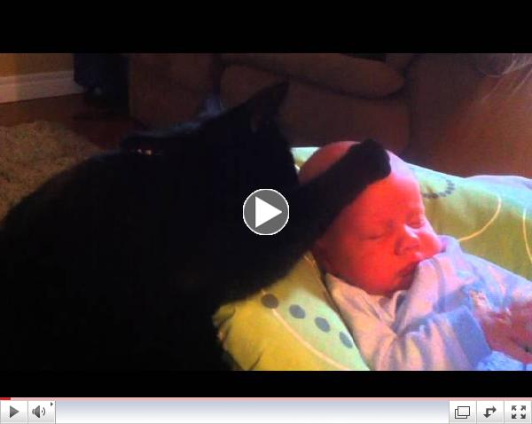 Cat soothing crying baby to sleep - too cute!