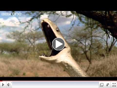 Gooooaaaallll ! Crazy Snake - Funny Talking Animals - Walk On The Wild Side - BBC One
