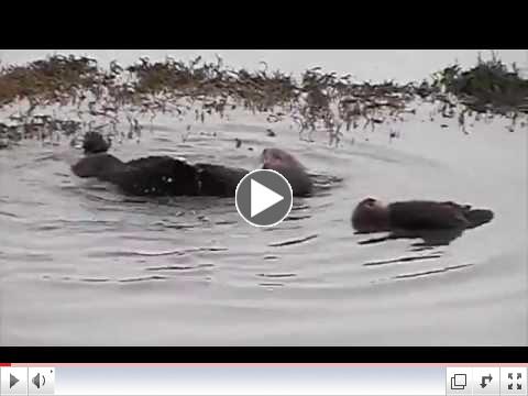 A Southern sea otter mom and pup float near the Elkhorn Slough Otter Cam