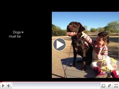 About our Service Dog Program