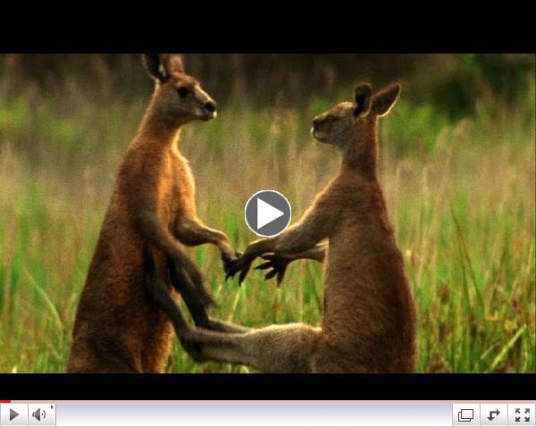 World's Deadliest - Kangaroo Kickboxing