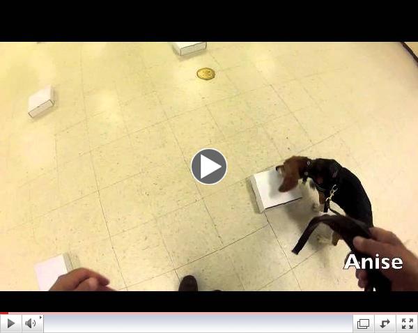 A Beagle Passes her first NASCW Odor Test
