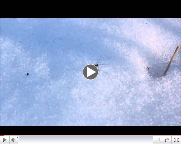Black Stone Fly on Snow