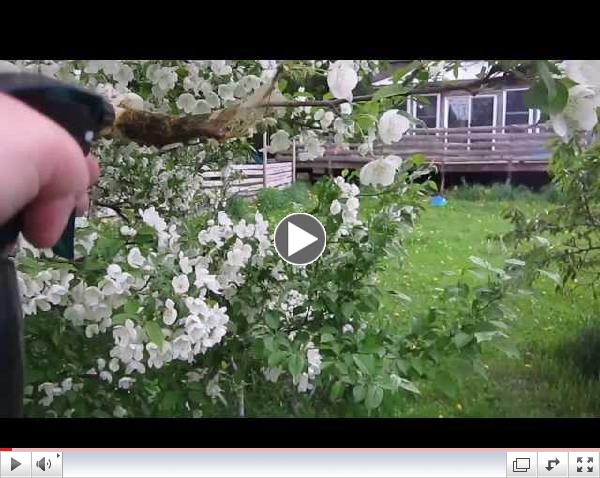 How To Get Rid Of Tent Caterpillars