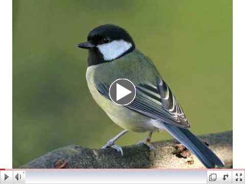 Watch our video for the sign for BIRD!