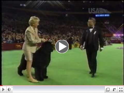 The 2004 Westminster Kennel Club - Josh the Newfoundland