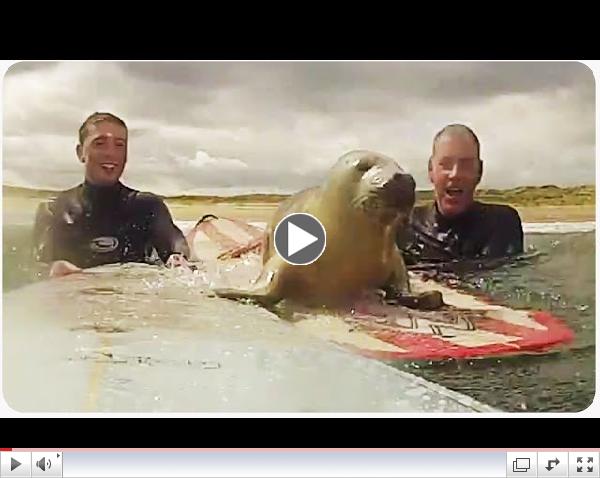 Baby Seal Surprises Surfers | Surf Seal of Approval