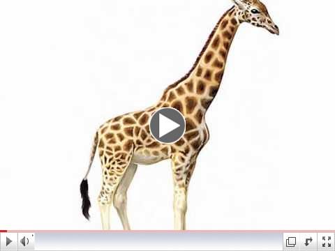 GIRAFFE: American Sign Language for GIRAFFE