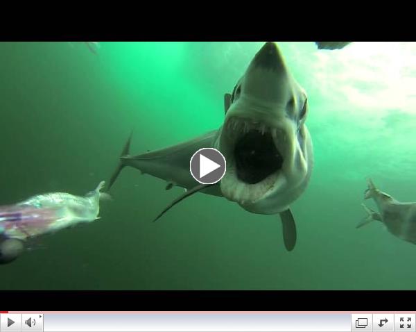 Mako shark attacking a PelagicView dredge