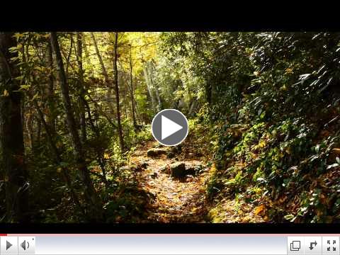 The Trails of Mt LeConte