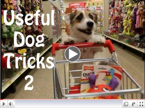 Useful Dog Tricks 2 performed by Jesse the Jack Russell Terrier