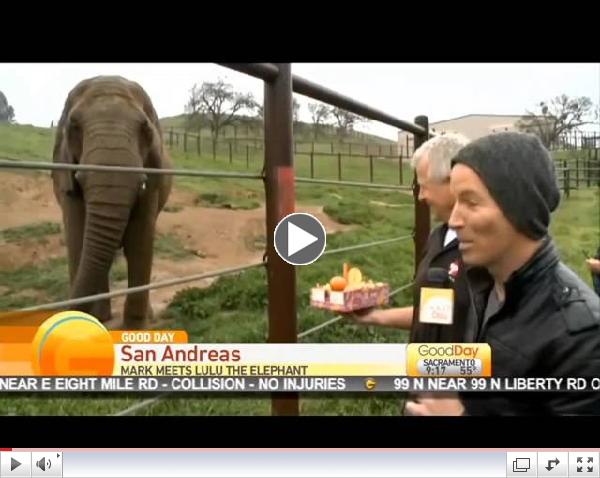 Lulu the Elephant Retires Pt 4 « Good Day Sacramento