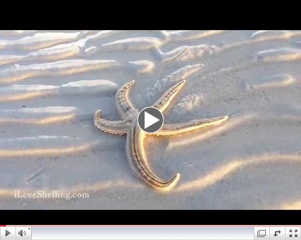 Shining Sanibel Sea Star