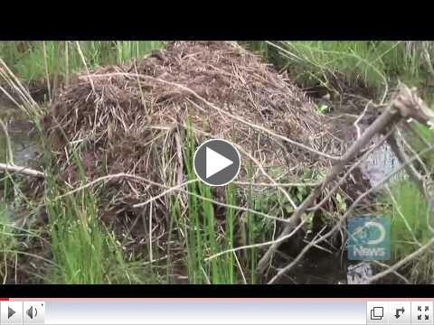Nutria Hunted to Save Wetlands