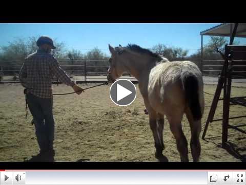Foals in Training - ROTH reaches out at Equine Voices - Day 4 PM