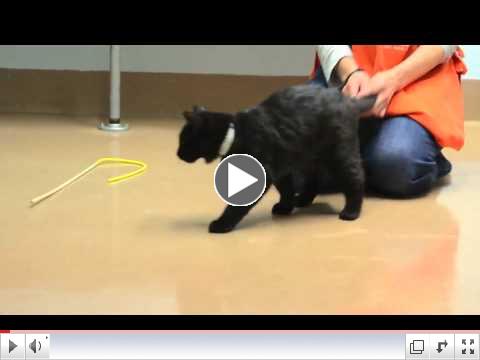 CH Cat Jonah - A303398.mov