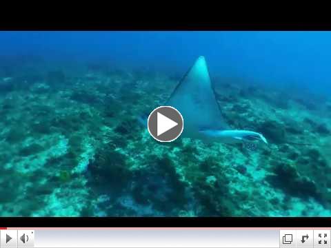 Swimming with an Eagle Ray