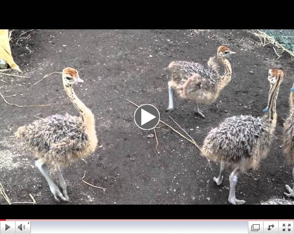 Dancing baby ostrich (very merry)