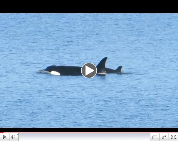 Orcas in Baynes Sound, Sept 15th 2014