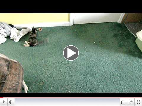 4 kittens with cerebellar hypoplasia all in need of a home