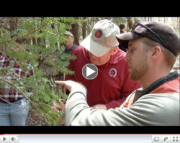Stopping Hemlock Woolly Adelgid
