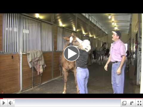 Working with Tall Horses using the Head Up Technique