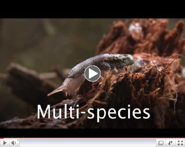 Multi-species Baseline Initiative Overview