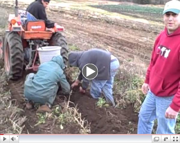 Harvesting Potatoes