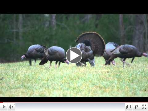Are there more turkeys in the mountains this year? Click above to find out.