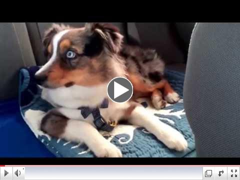 Puppy Sings 