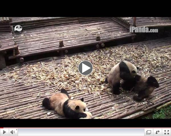 NAUGHTY PANDAS PLAY GROUP-FIGHTS! CUTE TROUBLE-MAKERS! PART I