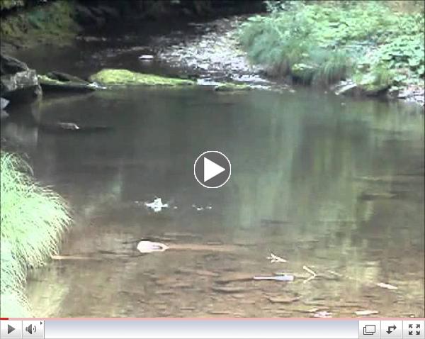 Cedar Run's Red Rock Run Bridge Pool