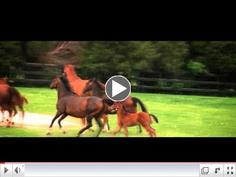 Horse Racing Industry In Iowa Is Stronger Than Ever Before