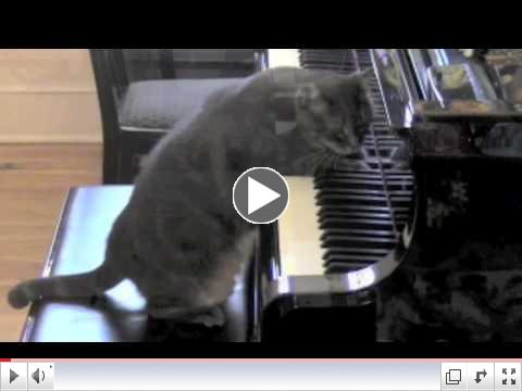 CATcerto. ENTIRE PERFORMANCE. Mindaugas Piecaitis, Nora The Piano Cat