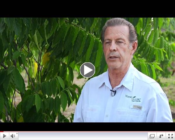 The Highest Quality Ylang Ylang Essential Oil