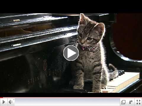 Happy Cat Month 2011