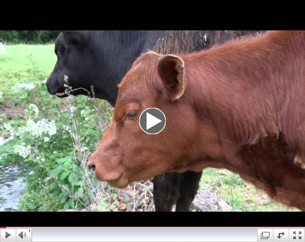 Breaking News: Red Heifer Born