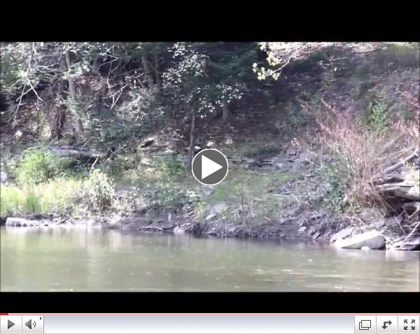 Huge Caddis Hatch on Pine 5-6-2013