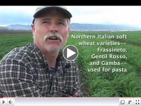 Community Grains-helping to create local grain ecomomies