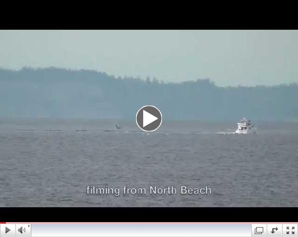 Bigg's (Transient) Killer Whales Puget Sound April 10, 2014
