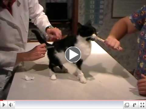 Cat Injection with Treat