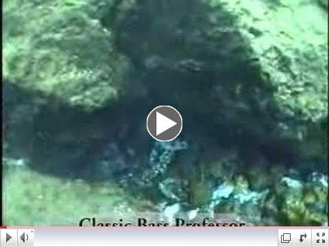 Springs and Vegetation for Big Bass
