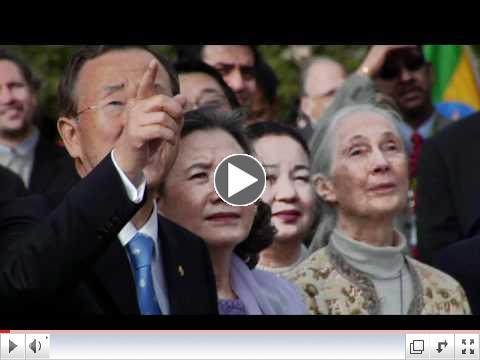 International Day of Peace 2011