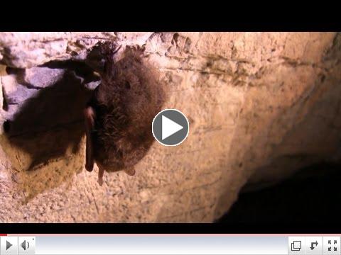 Importance of Bats to our Ecosystem and Agriculture